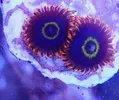 [TodoMarino.com] Vendo zoanthus (zoas)