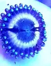 [TodoMarino.com] Vendo zoanthus (zoas)