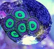 [TodoMarino.com] Vendo zoanthus (zoas)