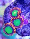 [TodoMarino.com] Vendo zoanthus (zoas)