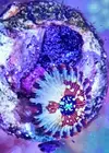 [TodoMarino.com] Vendo zoanthus (zoas)