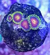 [TodoMarino.com] Vendo zoanthus (zoas)