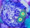 [TodoMarino.com] Vendo zoanthus (zoas)