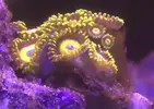 [TodoMarino.com] El Reef de Little