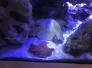 [TodoMarino.com] Cambio dicosoma rojo por xenia pulsante cualquier otro coral (Barcelona)