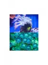 [TodoMarino.com] Goniopora bicolor