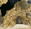[TodoMarino.com] blue eye bristletooth tang