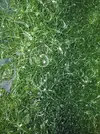 [TodoMarino.com] Alga chaetomorpha