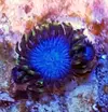 [TodoMarino.com] Vendo zoanthus (zoas)