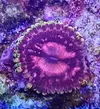 [TodoMarino.com] Vendo zoanthus (zoas)