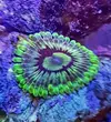 [TodoMarino.com] Vendo zoanthus (zoas)