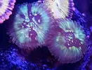 [TodoMarino.com] Vendo zoanthus (zoas)