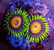 [TodoMarino.com] Vendo zoanthus (zoas)