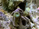 [TodoMarino.com] Preguntas de primer marino