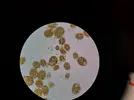 [TodoMarino.com] Identificar dinoflagelados