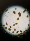 [TodoMarino.com] Identificar dinoflagelados