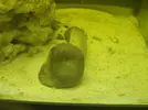 [TodoMarino.com] Corales blandos muy débiles (Sarcophyton y Discosoma)