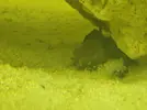 [TodoMarino.com] Corales blandos muy débiles (Sarcophyton y Discosoma)