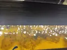[TodoMarino.com] Corales blandos muy débiles (Sarcophyton y Discosoma)
