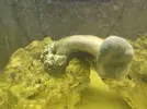[TodoMarino.com] Corales blandos muy débiles (Sarcophyton y Discosoma)