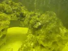 [TodoMarino.com] Corales blandos muy débiles (Sarcophyton y Discosoma)