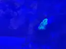 [TodoMarino.com] Corales blandos muy débiles (Sarcophyton y Discosoma)
