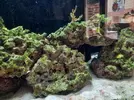 [TodoMarino.com] Alga verde