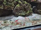 [TodoMarino.com] Alga verde