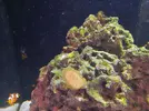 [TodoMarino.com] Alga verde