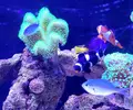 [TodoMarino.com] DOS CHROMIS VIRIDIS