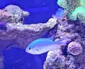 [TodoMarino.com] DOS CHROMIS VIRIDIS