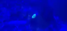 [TodoMarino.com] Corales blandos muy débiles (Sarcophyton y Discosoma)