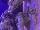 [TodoMarino.com] Preguntas de primer marino