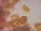 [TodoMarino.com] El Reef de Little