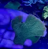 [TodoMarino.com] Montipora Grafted