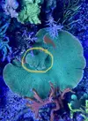 [TodoMarino.com] Montipora Grafted