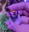 [TodoMarino.com] Esqueje de acropora azul