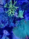 [TodoMarino.com] Esqueje de acropora azul