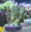 [TodoMarino.com] Venta de esquejes acroporas