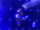 [TodoMarino.com] Vendo hembra percula Picasso