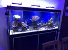 [TodoMarino.com] Acuario Marino completo