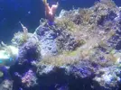 [TodoMarino.com] Identificar dinoflagelados