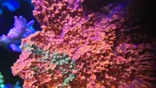 [TodoMarino.com] VENDIDA. MONTIPORA GRAFTED