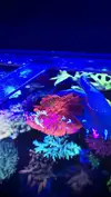 [TodoMarino.com] VENDIDA. MONTIPORA GRAFTED