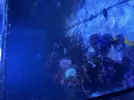 [TodoMarino.com] Alga en la roca del acuario marino