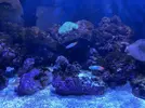 [TodoMarino.com] Alga en la roca del acuario marino