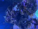 [TodoMarino.com] Alga en la roca del acuario marino