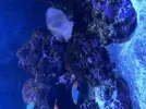 [TodoMarino.com] Alga en la roca del acuario marino