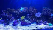 [TodoMarino.com] Alga en la roca del acuario marino