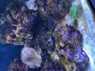 [TodoMarino.com] Alga en la roca del acuario marino